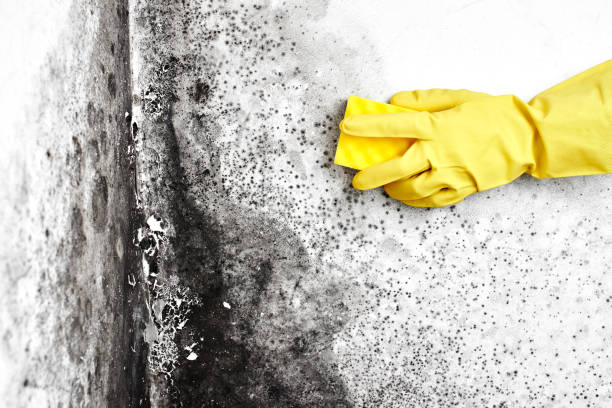 Best Toxic Mold Removal  in Strawberry Point, IA