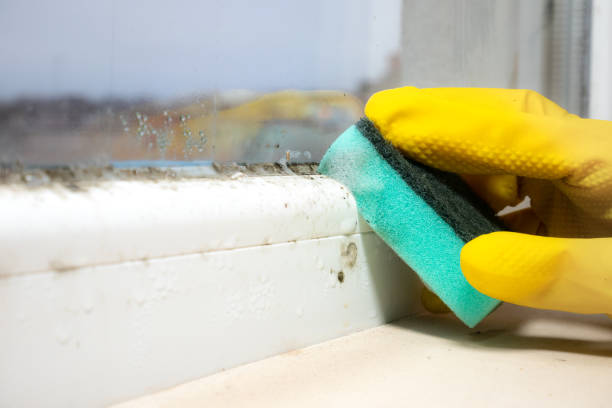 Best Black Mold Removal  in Strawberry Point, IA